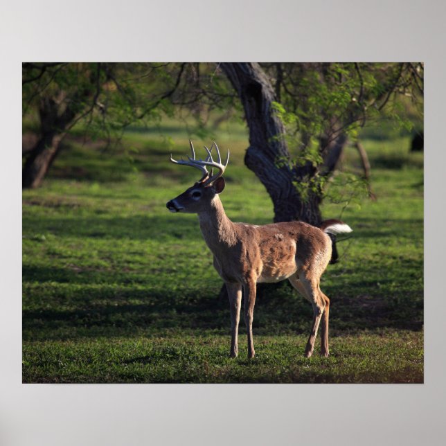 Affiche Young Buck (Devant)