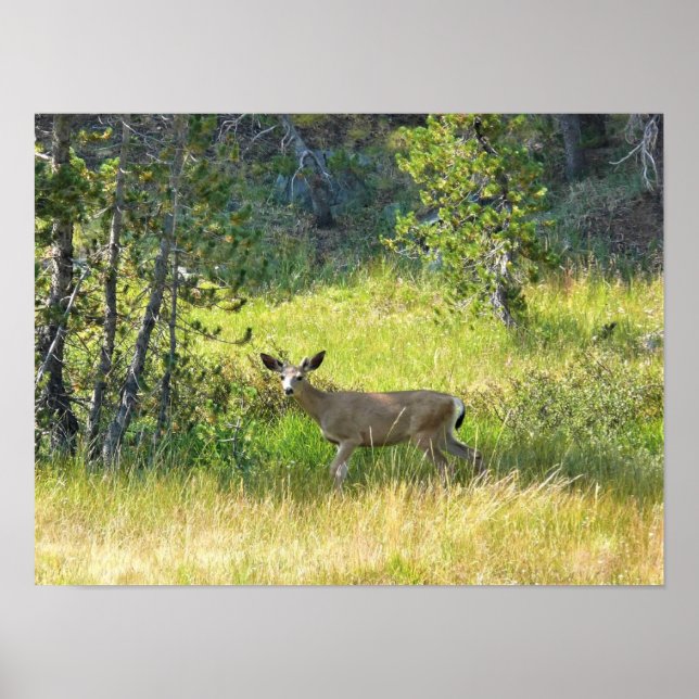 Affiche Young Buck in Yosemite, CA (Devant)