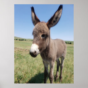 Affiche Young Burro, Custer State Park, Dakota du Sud