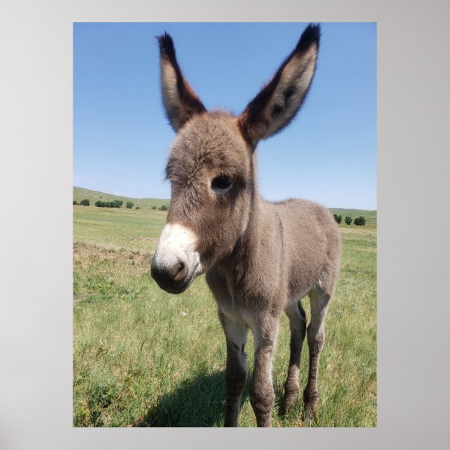 Affiche Young Burro, Custer State Park, Dakota du Sud (Devant)