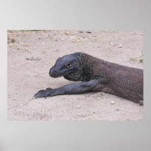 Affiche Young Dragon