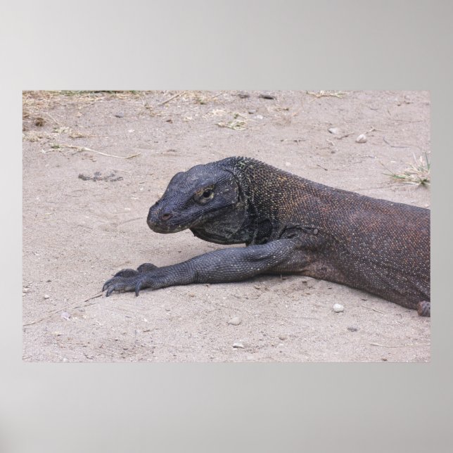 Affiche Young Dragon (Devant)