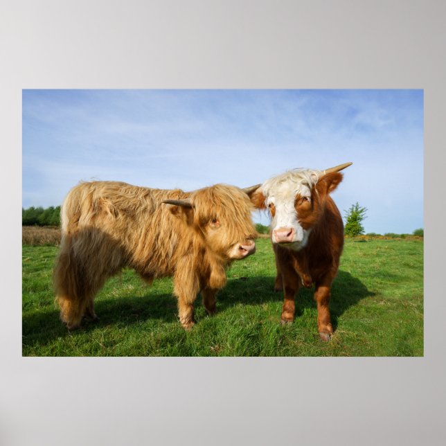 Affiche Young Highland Cows (Devant)