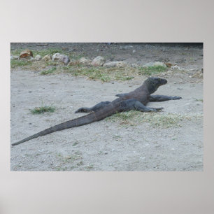 Affiche Young Komodo Dragon