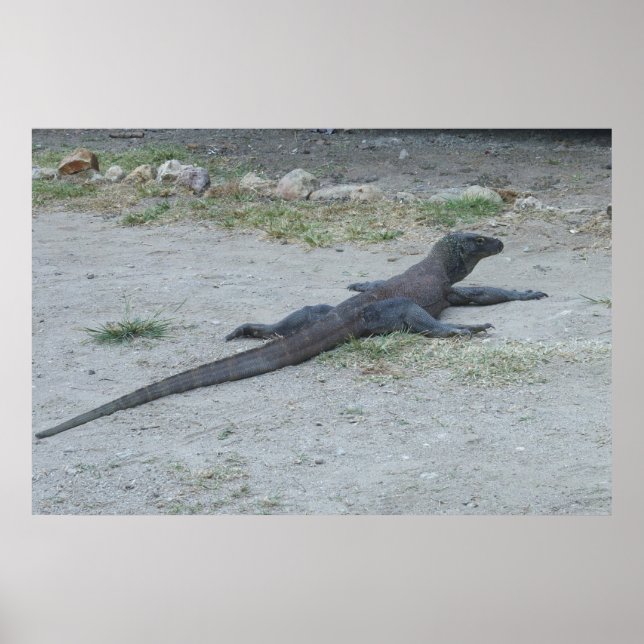 Affiche Young Komodo Dragon (Devant)