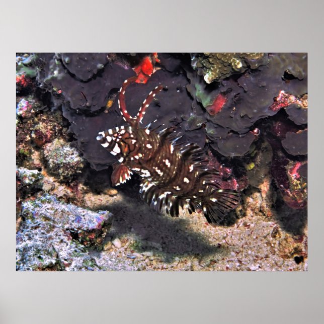 Affiche Young Rockmover Wrasse (Devant)