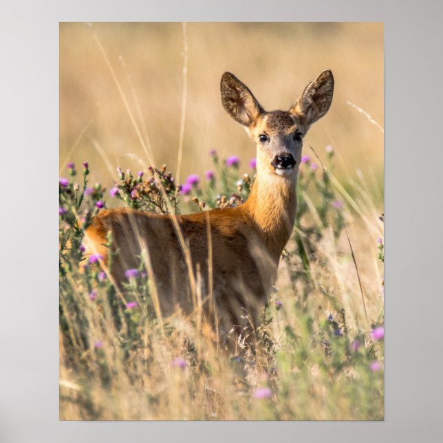 Affiche Young Roe Deer in Meadow (Devant)