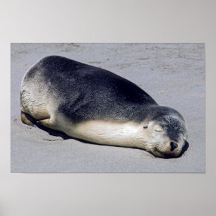 Affiche Young seal sleeping on a beach - Australia