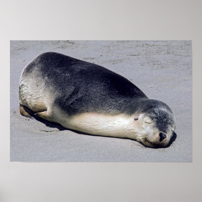 Affiche Young seal sleeping on a beach - Australia (Devant)