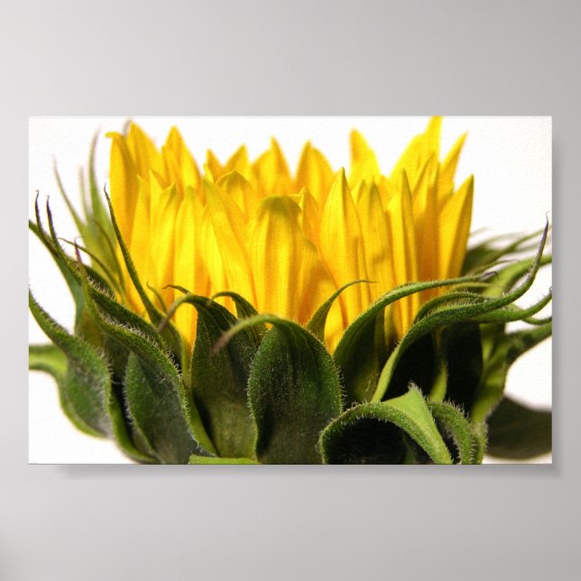 Affiche Young Sunflower (Devant)