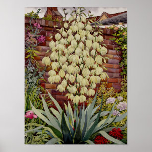 Affiche Yucca fleurissant