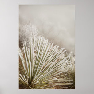 Affiche Yucca recouvert de givre en hiver