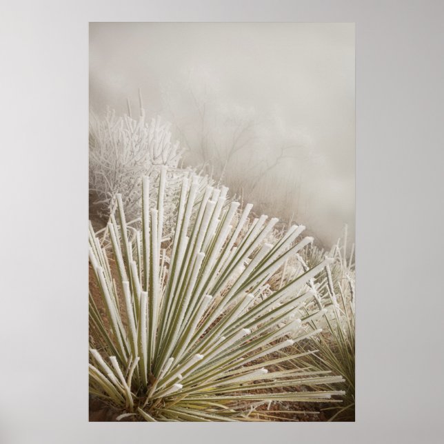 Affiche Yucca recouvert de givre en hiver (Devant)