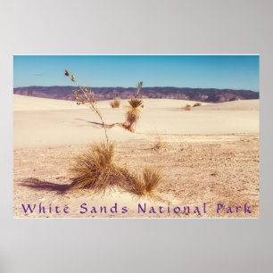 Affiche Yuccas de sable blanc