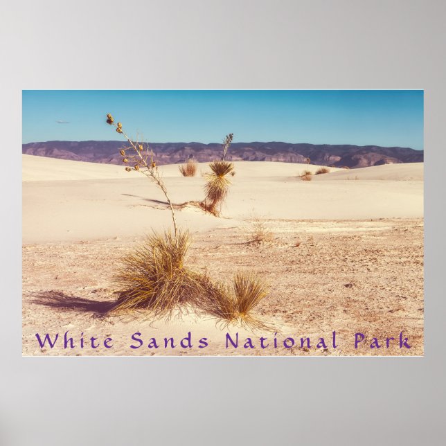 Affiche Yuccas de sable blanc (Devant)