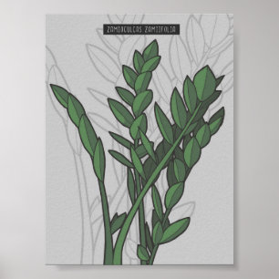 Affiche Zamioculcas zamiifolia ZZ Plante