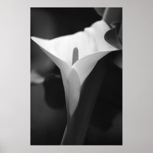 Affiche Zantedeschia en noir et blanc