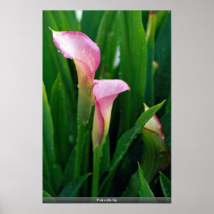 Affiche Zantedeschia rose