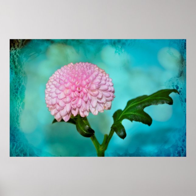 Affiche Zauberhafte Blüte (Devant)