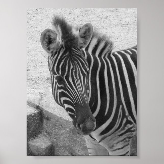 Affiche Zebra (Devant)