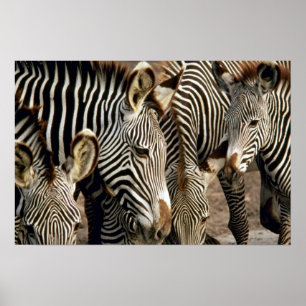 Affiche Zebra