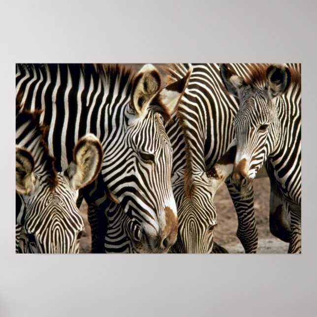 Affiche Zebra (Devant)