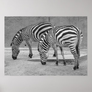 Affiche Zebra Buddies