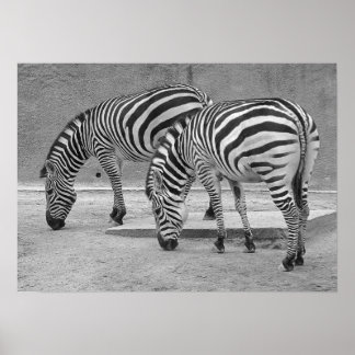 Affiche Zebra Buddies