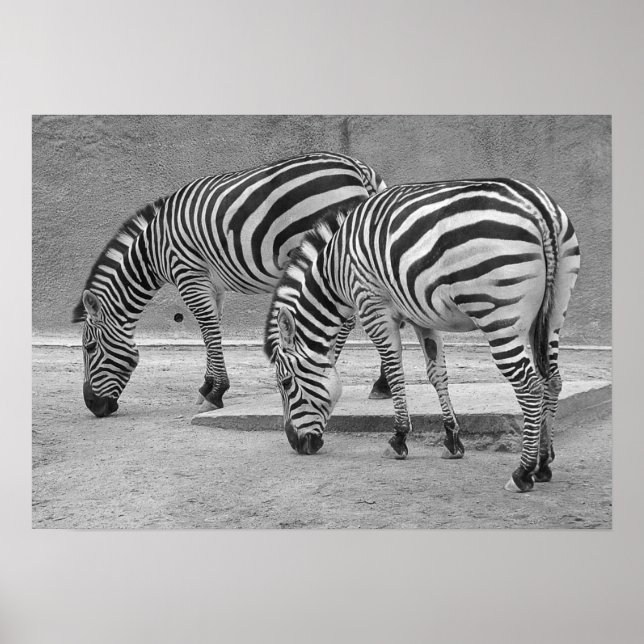 Affiche Zebra Buddies (Devant)