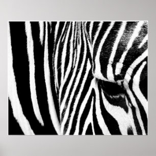 Affiche Zebra by tdgallery