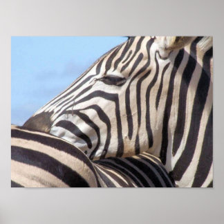 Affiche Zebra Canvas Print