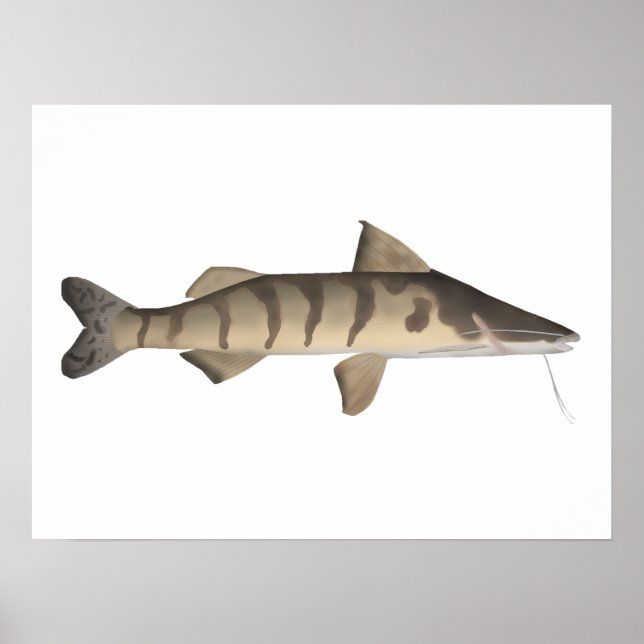 Affiche Zebra Catfish (Devant)