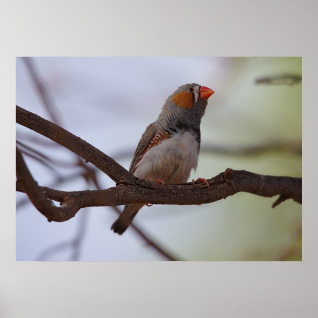 Affiche Zebra-finch (Devant)