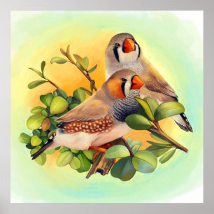 Affiche Zebra finch