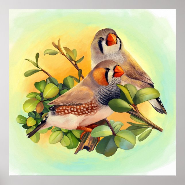 Affiche Zebra finch (Devant)