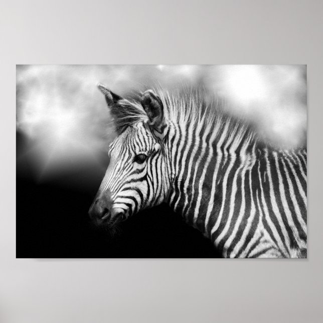 Affiche Zebra Foal (Devant)