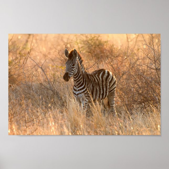 Affiche Zebra foal in morning sunrise photo (Devant)