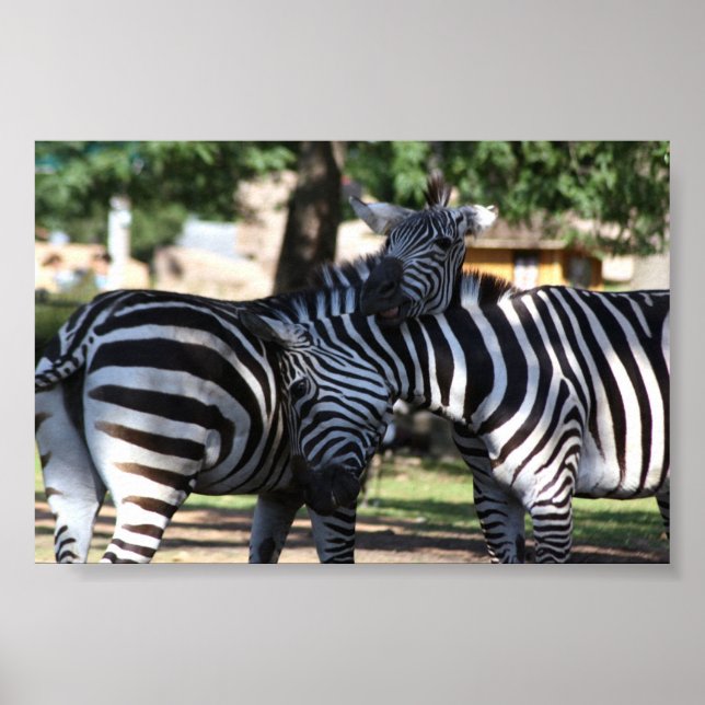 Affiche Zebra Friends (Devant)