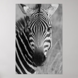 affiche zebra FROM 8.99