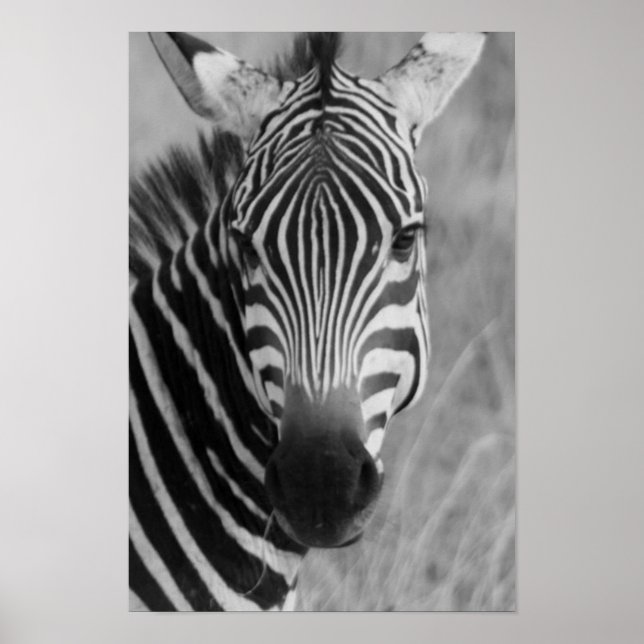 affiche zebra FROM 8.99 (Devant)