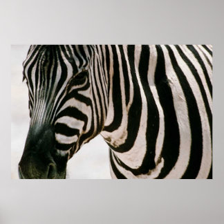 Affiche Zebra haut de près & rayé noir et blanc motif
