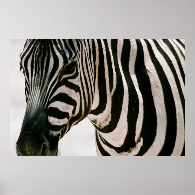 Affiche Zebra haut de près & rayé noir et blanc motif (Devant)