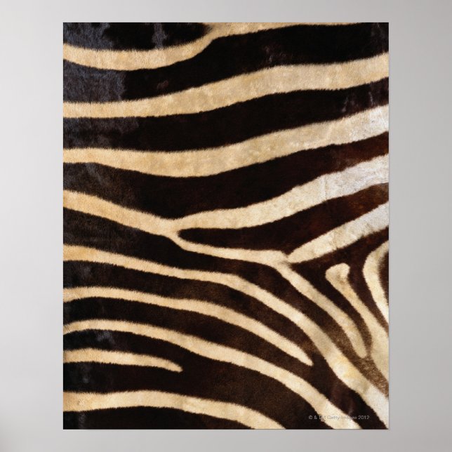 Affiche Zebra hide 2 (Devant)