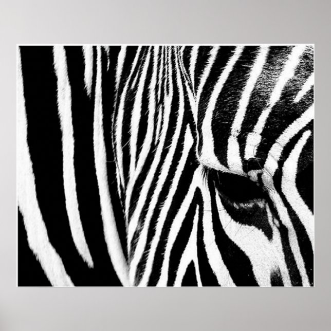 Affiche Zebra par tdgallery (Devant)