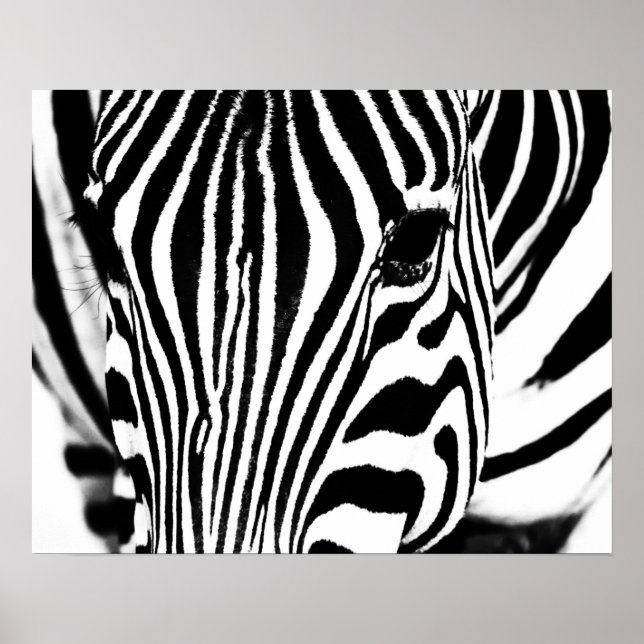 Affiche Zebra portrait noir et blanc (Devant)