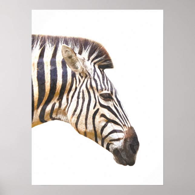 Affiche Zebra profil portrait animal jungle (Devant)