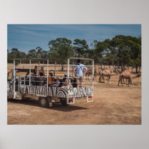 Affiche Zebra Safari Tour Camion dans le parc animalier