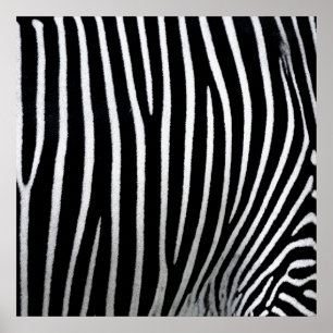 Affiche Zebra Skin