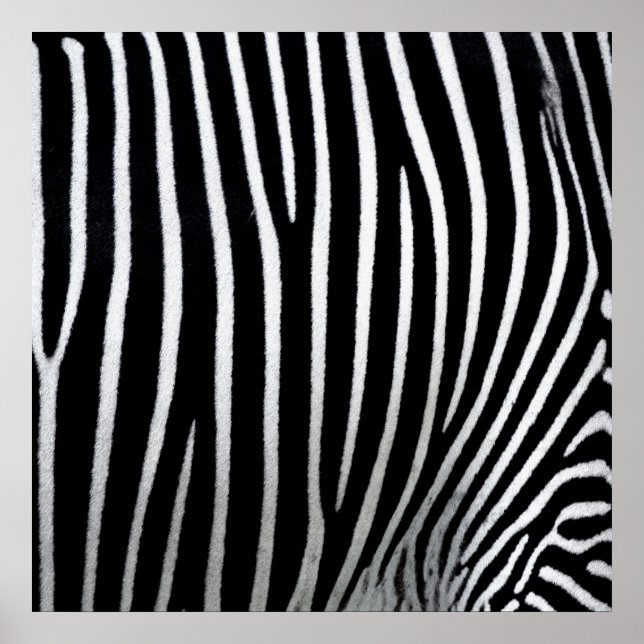 Affiche Zebra Skin (Devant)