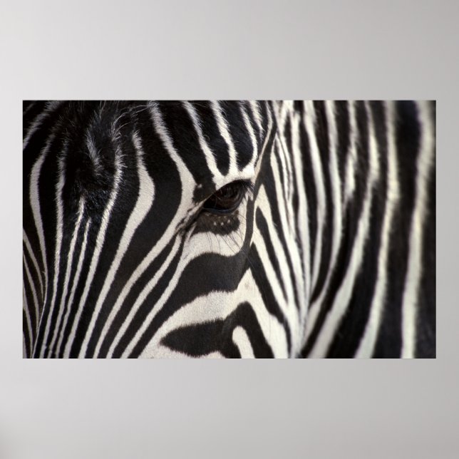 Affiche Zebra Stripe Motif & Oeil (Devant)